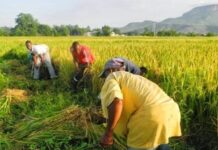 Presidential address: Gombe rice farmers laud FG’s investment in agric sector