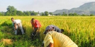 Presidential address: Gombe rice farmers laud FG’s investment in agric sector
