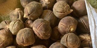 How sex-enhancing fruit turned Gombe communities into tourist attraction