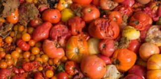 ‘From N150k to N60k’ — basket of tomatoes price drops amid new harvest rotten tomatoes