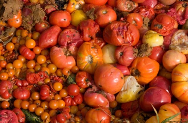 rotten tomatoes rotten tomatoes