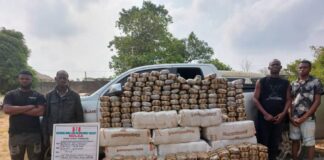 NDLEA intercepts large consignment of Canadian Loud in Lagos, UK, Italy-bound opioids