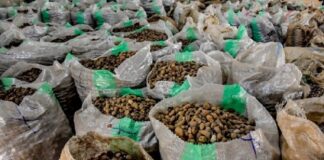 Citing the need to boost local processing: Tinubu orders 6-month ban on raw shea nut export