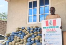 NDLEA seizes 7.6 million tramadol pills, 76,273kg Colorado, skunk seized in Delta, Imo, Adamawa raids